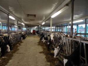 Jekers betreiben vor allem Milchwirtschaft. Im Stall stehen ca.80 Kuehe. Gemolken wird mit einem Roboter.