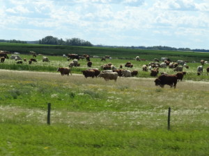 Weiter westwärts gibt es immer mehr Rinderfarmen.